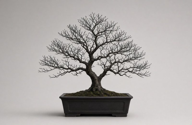 Bonsai caducifólio sem folhas mostrando a ramificação completa contra fundo claro